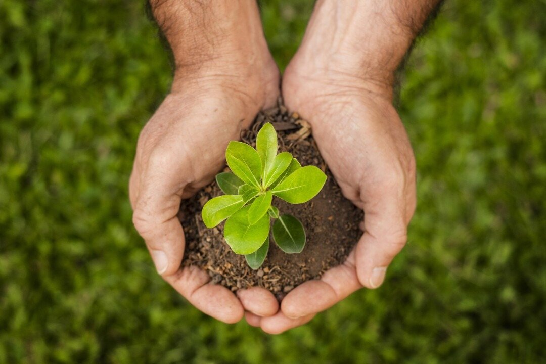Manos sosteniendo tierra con un brote de planta